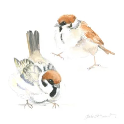 Jonge mussen