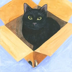 Kat in de doos