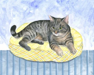 Kussenkat
