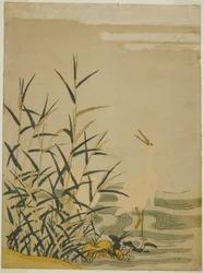 Reigers in het Riet