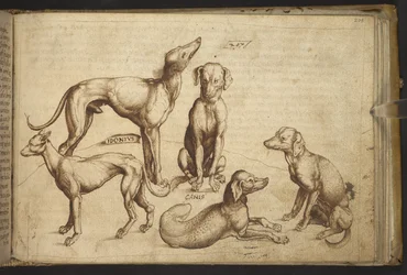 Honden van verschillende rassen (