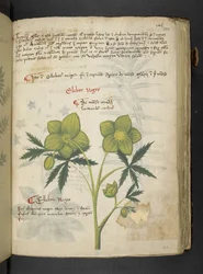Een kruidenboek, Belluno