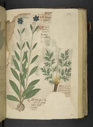 Sassifraga, uit een kruidenboek, Belluno