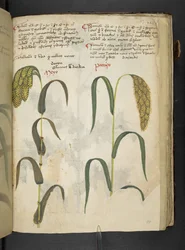 Een kruidenboek, Belluno