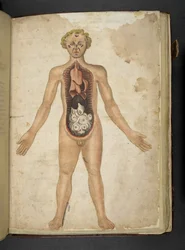 De interne organen van een mens, uit een kruidenboek, Belluno