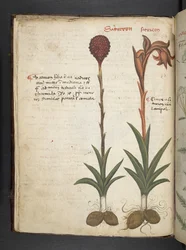 Een kruidenboek, Belluno
