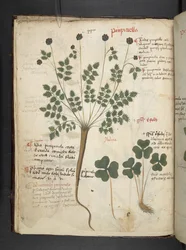 Een kruidenboek, Belluno