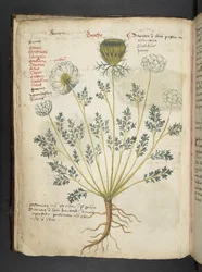 Add MS 41623 f.22v 
