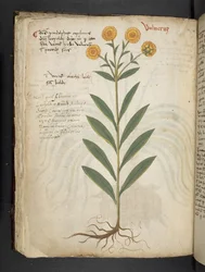 Add MS 41623 f.49v 