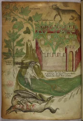 Botanische en dierlijke illustratie van planten, een ommuurde tuin, een wolf, een man die met een net vist in een beek en een gier die een karkas van een dier pikt, ca. 1440 (inkt en kleur op perkament)