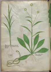 Botanische illustratie, ca. 1440 (inkt en kleur op perkament)