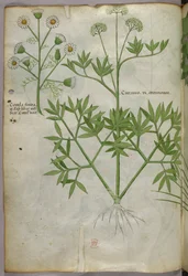 Botanische illustratie, ca. 1440 (inkt en kleur op perkament)