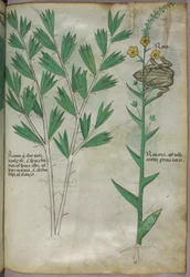 Botanische illustratie, ca. 1440 (inkt en kleur op perkament)