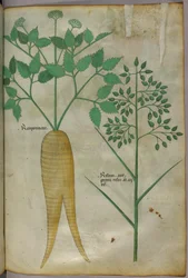 Botanische illustratie, ca. 1440 (inkt en kleur op perkament)