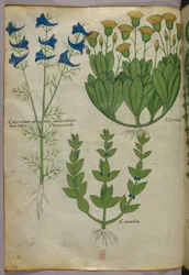 Botanische illustratie, ca. 1440 (inkt en kleur op perkament)