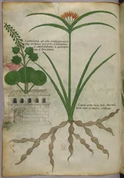 Botanische illustratie, ca. 1440 (inkt en kleur op perkament)