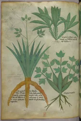 Botanische illustratie, ca. 1440 (inkt en kleur op perkament)