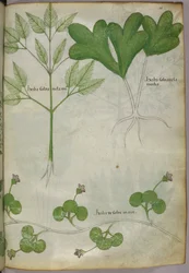 Botanische illustratie, ca. 1440 (inkt en kleur op perkament)