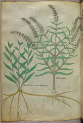 Botanische illustratie, ca. 1440 (inkt en kleur op perkament)