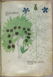 Botanische illustratie, ca. 1440 (inkt en kleur op perkament)