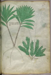 Botanische illustratie, ca. 1440 (inkt en kleur op perkament)