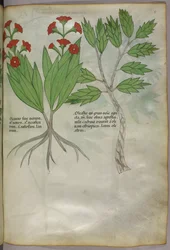 Botanische illustratie, ca. 1440 (inkt en kleur op perkament)