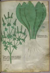 Botanische illustratie, ca. 1440 (inkt en kleur op perkament)