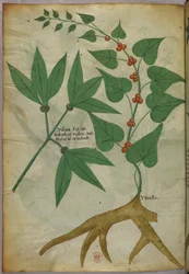 Botanische illustratie, ca. 1440 (inkt en kleur op perkament)