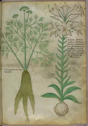 Botanische illustratie, ca. 1440 (inkt en kleur op perkament)