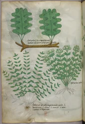 Botanische illustratie, ca. 1440 (inkt en kleur op perkament)