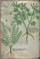 Botanische illustratie, ca. 1440 (inkt en kleur op perkament)