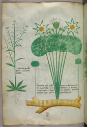 Botanische illustratie, ca. 1440 (inkt en kleur op perkament)