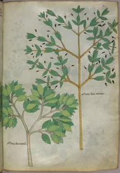 Botanische illustratie, ca. 1440 (inkt en kleur op perkament)