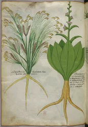 Botanische illustratie, ca. 1440 (inkt en kleur op perkament)