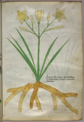 Botanische illustratie van een plant, ca. 1440 (inkt en kleur op perkament)