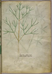 Botanische illustratie van een plant, ca. 1440 (inkt en kleur op perkament)