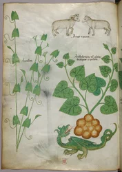 Botanische illustratie van planten, een draak en schapen, ca. 1440 (inkt en kleur op perkament)
