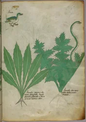 Botanische illustratie van planten, een slang en een eend, ca. 1440 (inkt en kleur op perkament)