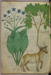 Botanische illustratie van planten en een stier, ca. 1440 (inkt en kleur op perkament)