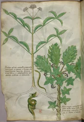 Botanische illustratie van planten en een slang, ca. 1440 (inkt en kleur op perkament)