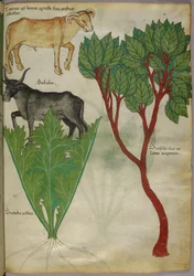 Botanische illustratie van planten en stieren, ca. 1440 (inkt en kleur op perkament)