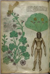 Botanische illustratie van planten, waaronder een mandragora met een naakt mannelijk lichaam als wortel, ca. 1440 (inkt en kleur op perkament)