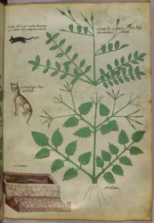 Botanische illustratie van planten met een luipaard, een muis en een lijk, ca. 1440 (inkt en kleur op perkament)