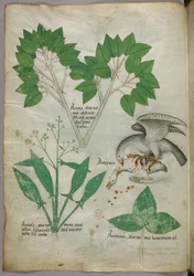 Botanische illustratie met afbeelding van een vogel die een soortgenoot doodt, ca. 1440 (inkt  kleur op perkament)