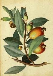 Cashew door Ulisse Aldrovandi