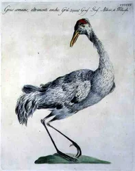 Gewone Kraanvogel, c.1767-76