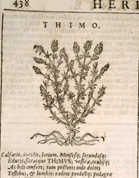 Echte Tijm (Thymus vulgaris), gravure door Castore Durante