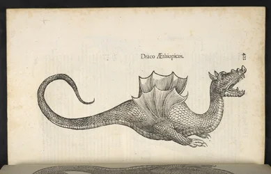 Ethiopische draak, 
