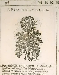 Tuinpeterselie (Petroselinum crispum), gravure door Castore Durante