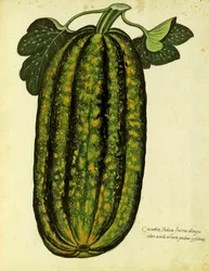 Groene langwerpige pompoen, gepubliceerd in Piante Fiori Frutti